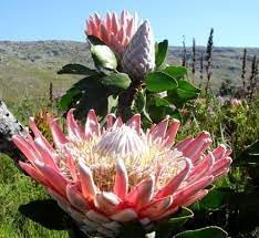 Flower Seeds, Seeds for Planting, Plant Seeds