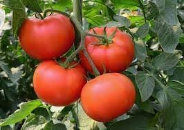 Super Fantastic Tomato Seeds for Planting