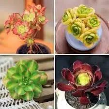 mountain rose flower seeds