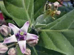 organic calotropis flower seeds