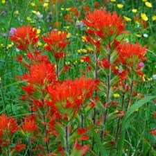 Flower Seeds, Seeds for Planting, Plant Seeds