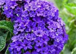 heliotrope flower flower seeds
