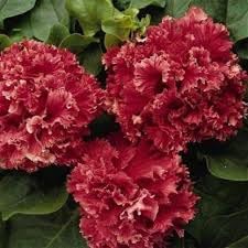 double pelleted flower seeds
