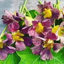 Flower Seeds, Seeds for Planting, Plant Seeds