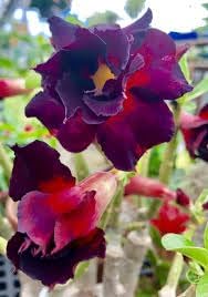 Flower Seeds, Seeds for Planting, Plant Seeds