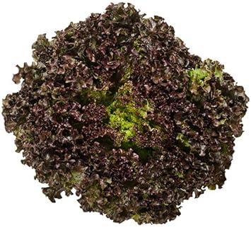 Black Lettuce Seeds for Planting