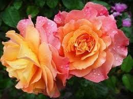 Flower Seeds, Seeds for Planting, Plant Seeds