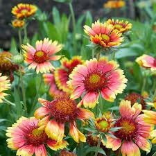 Flower Seeds, Seeds for Planting, Plant Seeds