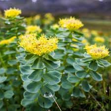 Flower Seeds, Seeds for Planting, Plant Seeds