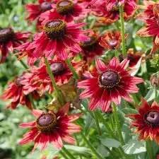 black eyed flower seeds