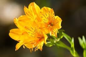 heirloom non flower seeds