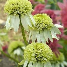 yellow light flower seeds