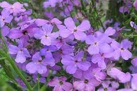 organic bicornis flower seeds