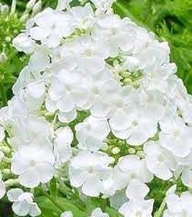 drummondii flower flower seeds