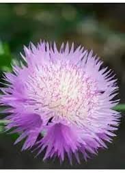 cirsium muticum flower seeds
