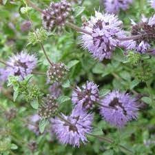 pennyroyal plant flower seeds