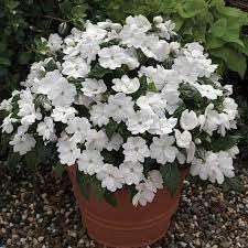 heirloom non flower seeds