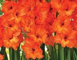 Flower Seeds, Seeds for Planting, Plant Seeds