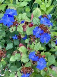 Flower Seeds, Seeds for Planting, Plant Seeds