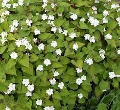 Flower Seeds, Seeds for Planting, Plant Seeds