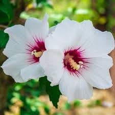 syriacus flower flower seeds