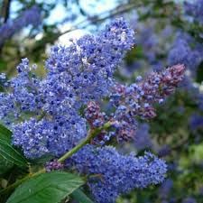integerrimus flower flower seeds