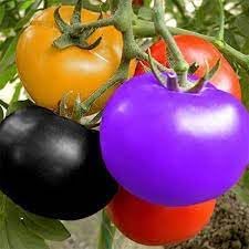 Tomato Vegetable Seeds for Planting