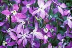 Flower Seeds, Seeds for Planting, Plant Seeds