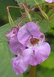 Flower Seeds, Seeds for Planting, Plant Seeds