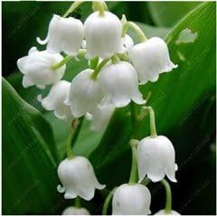 Flower Seeds, Seeds for Planting, Plant Seeds
