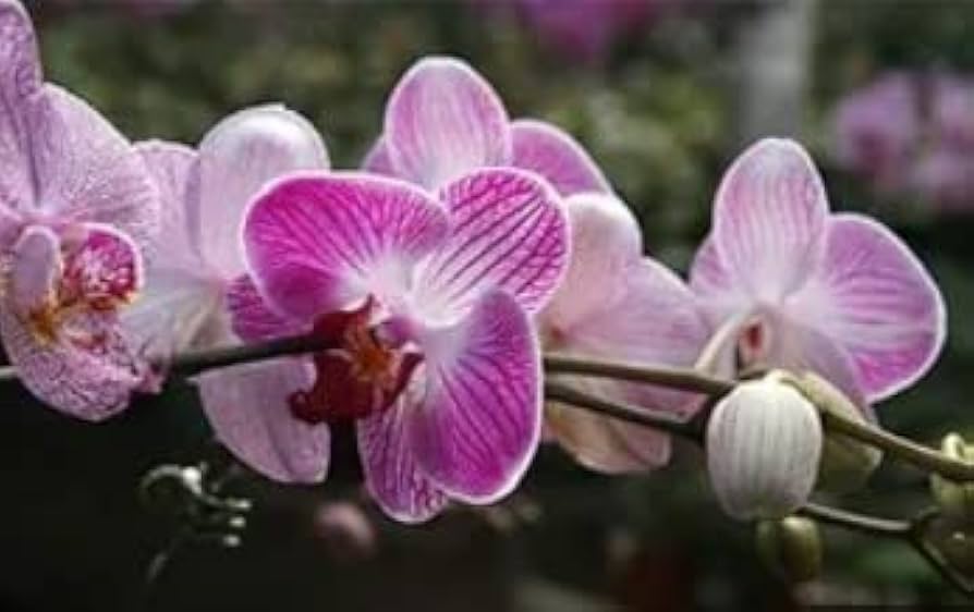 Pink White Phalaenopsis Orkidé Blomsterfrø til udplantning 100 stk