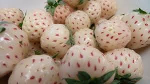 white jewel strawberry seeds Black Mission Fig Seeds – Heirloom Non-GMO Fruit Seeds for Garden Planting 100 pcs