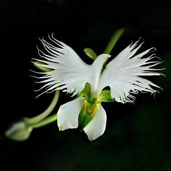 organic japonesa flower seeds
