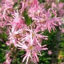 heirloom non flower seeds
