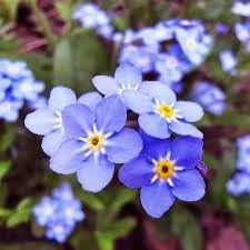 myosotis flower flower seeds