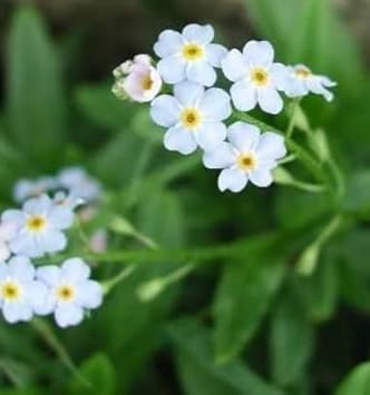 Flower Seeds, Seeds for Planting, Plant Seeds