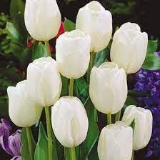 white tulip flower seeds