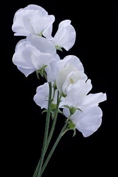 Flower Seeds, Seeds for Planting, Plant Seeds