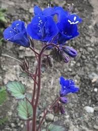 Flower Seeds, Seeds for Planting, Plant Seeds