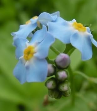 Flower Seeds, Seeds for Planting, Plant Seeds