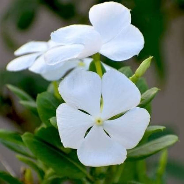 Periwinkle Vinca Hvide Blomsterfrø til Plantning 100 stk