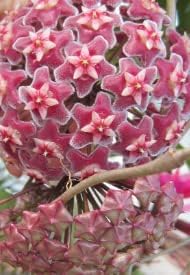 heirloom burgundy flower seeds