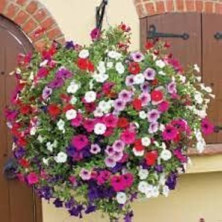 Multicolored Gloxinia Flower Seeds – Heirloom Non-GMO High Germination Organic Garden Seeds for Planting