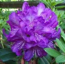 Flower Seeds, Seeds for Planting, Plant Seeds