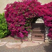 Flower Seeds, Seeds for Planting, Plant Seeds