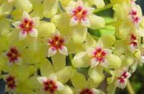 green red flower seeds