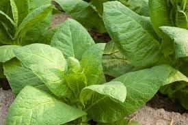 Asparagus Lettuce Seeds for Planting