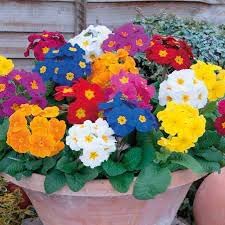 Flower Seeds, Seeds for Planting, Plant Seeds
