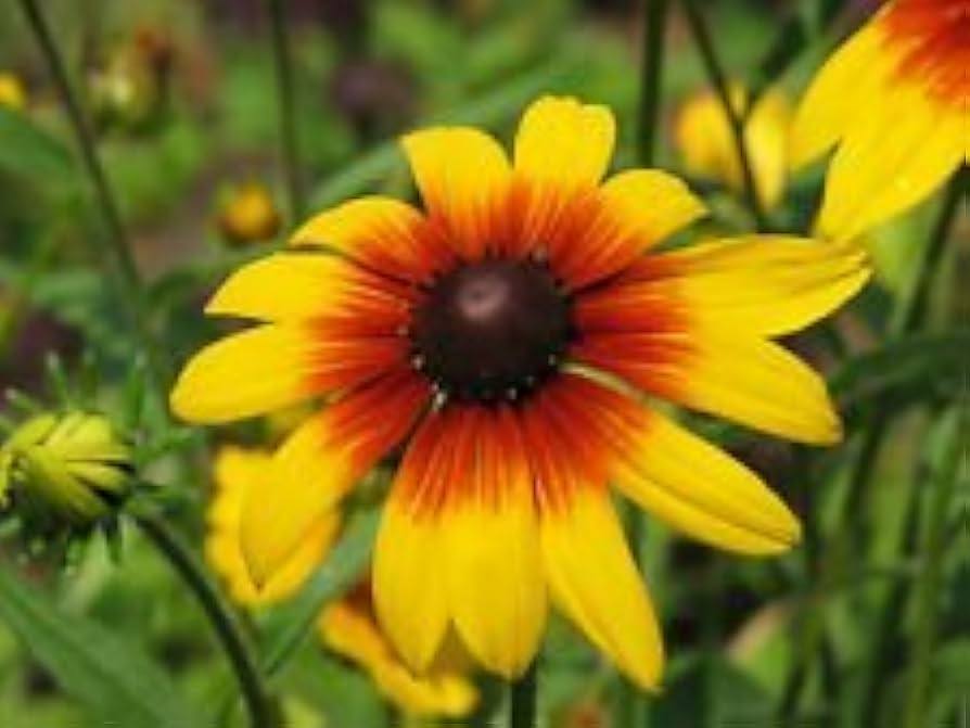 daisy rudbeckia flower seeds