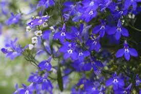 erinus flower flower seeds